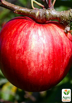 Яблуня "Пірос" (літній сорт, ранній термін дозрівання)2