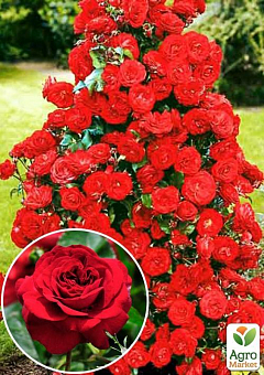 Троянда плетиста "Don Zuan" (саджанець класу АА +) вищий сорт6