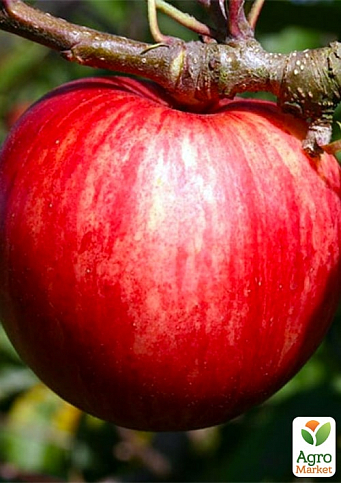 Яблуня "Пірос" (літній сорт, ранній термін дозрівання)