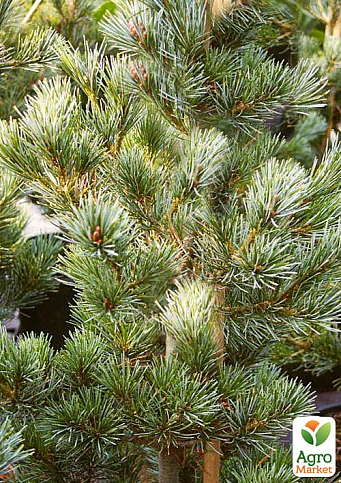 Сосна "Pruhonice"(Pinus parviflora "Pruhonice") C2, высота 30-40см - фото 3