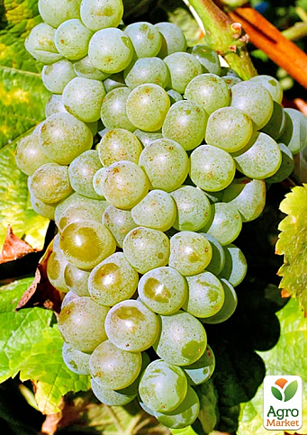 Виноград вегетирующий винный "Совиньон Блан"  - фото 3