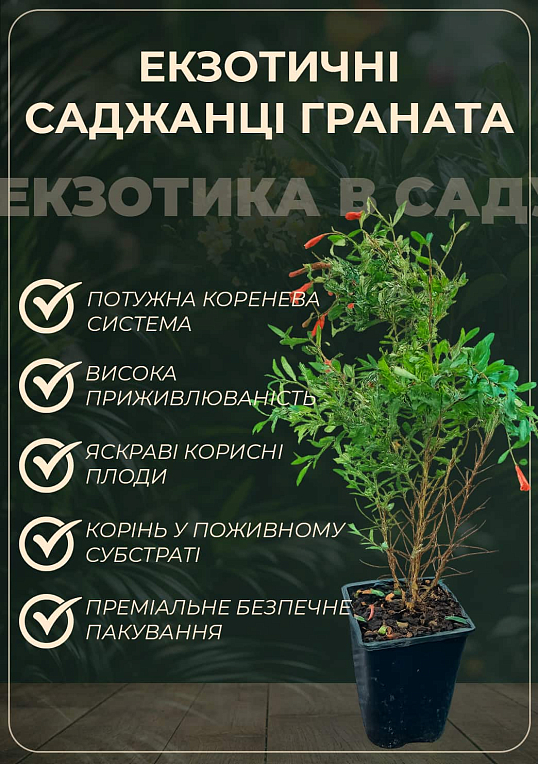 Гранат кімнатний 2роки "Карфаген" (висота 35-45см) - фото 3