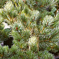Сосна "Pruhonice" (Pinus parviflora "Pruhonice") C2, висота 30-40см цена