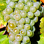Виноград вегетирующий винный "Совиньон Блан"  цена