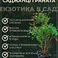 Гранат кімнатний 2роки "Карфаген" (висота 35-45см) цена