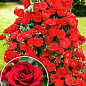 Троянда плетиста "Don Zuan" (саджанець класу АА +) вищий сорт