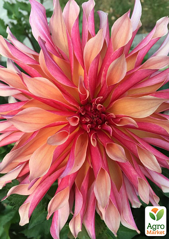 Георгина "Labyrinth" (гигантский цветок)