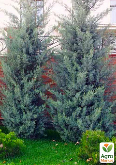 Кіпаріс Аризонський 5-річний (Cupressus arizonica) висота 120-150см2
