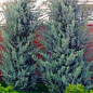 Кипарис Аризонский 5-и летний (Cupressus arizonica) высота 120-150см