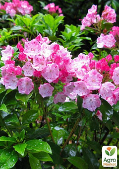 Кальмия latifolia "Ewa"11