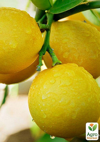 Лимон "Мейєра" - фото 2