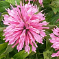 Бергамот (Монарда) "Pardon My Pink"