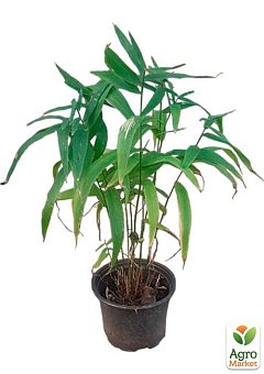 Хасмантіум широколистий "Uniola latifolia" С121