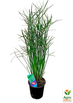 LMTD Пальма Парасолька "Cyperus alternifolius" висота 60-70см19