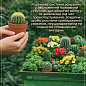 Кактус "Опунция" (Opuntia subulata) (Нидерланды)