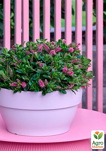 LMTD Хебе "Hebepetita Pink" висота 20-25см