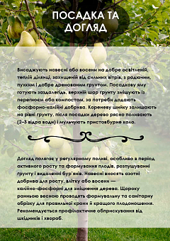 Ексклюзив! Груша "Генерал Леклерк" (General Leclerc) (преміальний осінній сорт, середній термін дозрівання)17