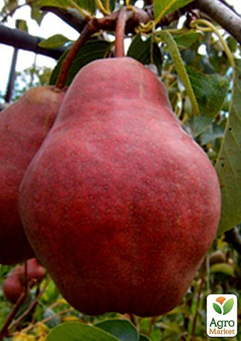 Груша "Вильямс Красный" - фото 5