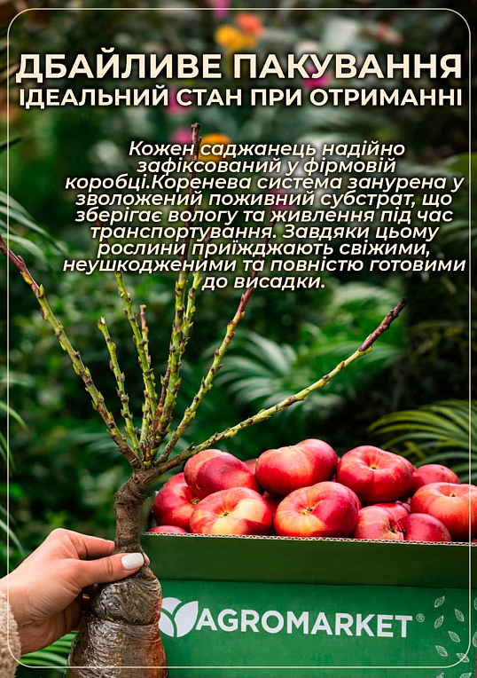 Нектарин инжирный колоновидный "Oriola" - фото 4