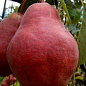 Груша "Вильямс Красный"