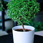 LMTD Мирт вечнозеленый на штамбе 3-х летний "Myrtus Pon-Pon" (30-40см) цена