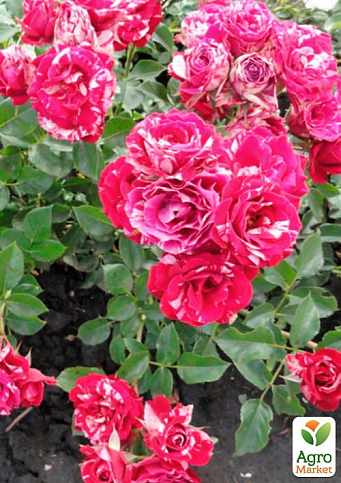 Роза мелкоцветковая (спрей) "Arrow Folies" (саженец класса АА+) высший сорт NEW - фото 2
