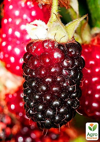 Малинно-ежевичный гибрид "Букингем Тайберри" (Buckingham Tayberry) (средний срок созревания, крупноплодный сорт) - фото 2