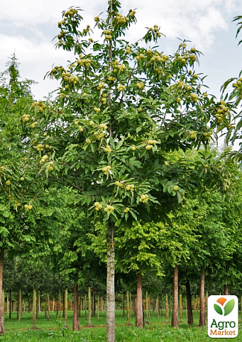 LMTD Каштан съедобный 3-х летний "Sativa" (40-60см) - фото 3