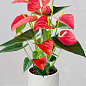 Антуриум (Anthurium) "Shell Coral" высота 20-30см