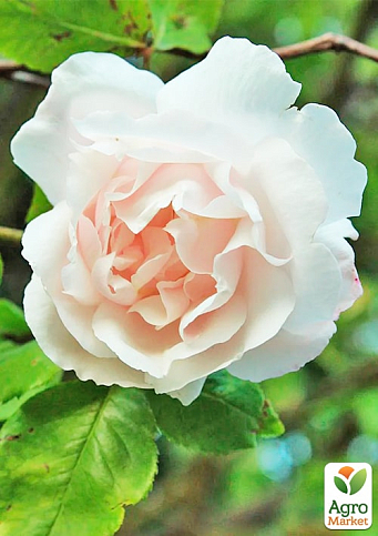 Троянда плетиста "Мадам Альфред Карр'єр" (саджанець класу АА+) вищий сорт - фото 4