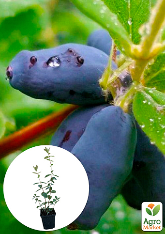 Жимолость "Ассоль" (ранний срок созревания, крупноплодный сорт)