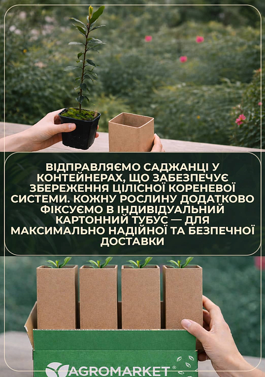 Лавр вечнозеленый "Кавказский" (2х летний, высота 30-40 см) - фото 3