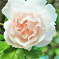Троянда плетиста "Мадам Альфред Карр'єр" (саджанець класу АА+) вищий сорт