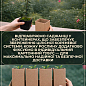 Лавр вечнозеленый "Кавказский" (2х летний, высота 30-40 см) цена