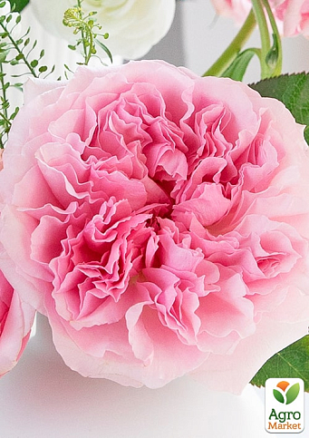 Троянда кущова "Міранда" (саджанець класу АА+) вищий сорт 