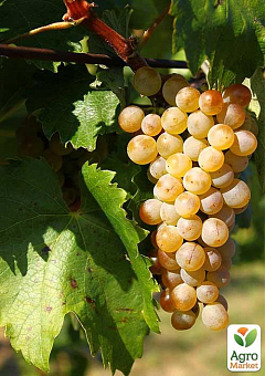 Привитый виноград "Фурминт" (винный сорт, подвой СО-4)1