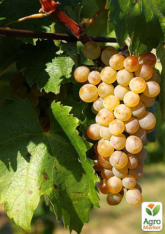 Привитый виноград "Фурминт" (винный сорт, подвой СО-4)