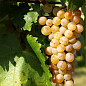 Щеплений виноград "Фурмінт" (винний сорт, підщепа СО-4)