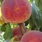 Персик "Аліросада" (літній сорт, середньопізній термін дозрівання) купить