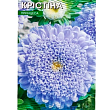 Астра "Кристина" ТМ "Весна" 0.2г купить