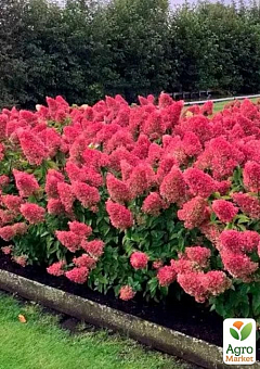 Гортензия метельчатая на штамбе "Strawberry Blossom" С3, высота штамба 50-70см2