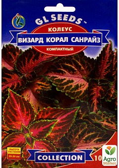 Колеус "Візард Корал Санрайз" ТМ "GL Seeds" 10шт17