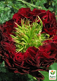 Троянда чайно-гібридна "Red Eye" (РЕД АЙ) (саджанець класу АА, вищий сорт)1