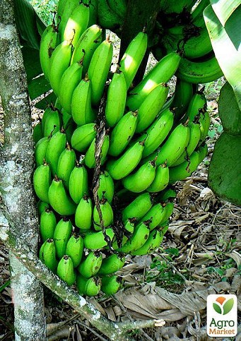 Банан Карликовий Кавендіш (Dwarf Cavendish) - фото 5