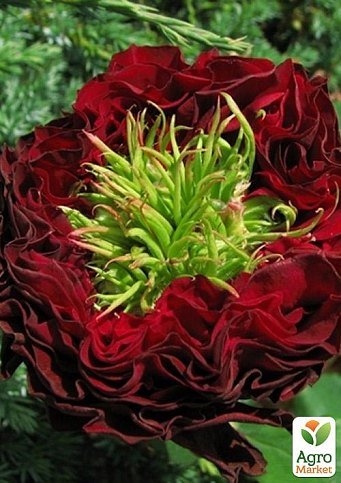 Троянда чайно-гібридна "Red Eye" (РЕД АЙ) (саджанець класу АА, вищий сорт)
