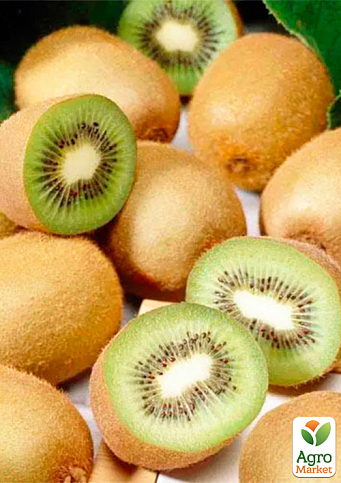 LMTD Ківі "Jenny" (самозапильний сорт, укорінений) - фото 2