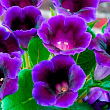 Глоксінія "Violacea" висота 20см