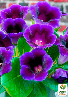 Глоксінія "Violacea" висота 20см19