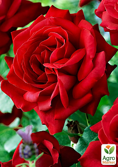 Роза чайно-гибридная "Кардинал" (саженец класса АА+) высший сорт1