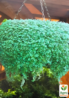 М'ята Корсиканська ампельна "Mini-Mint" (контейнер Р9)4